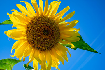 Sunflower close up against the blue sky.