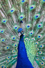 Obraz premium Male peacock showing his plumage and tail