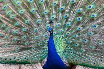 Naklejka premium Male peacock showing his plumage and tail