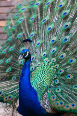 Fototapeta premium Male peacock showing his plumage and tail