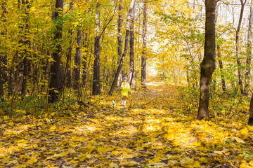 Child playing in autumn park with a jack russell terrier. Kid and jack russell terrier dog.