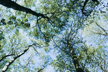 green leaves against blue sky in the middle of winter 