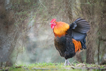 A rooster flapping its wings with blurred woods background