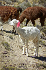 Cute little white baby lama with pink ribbon on ear enjoying the sun on his face, on the South American Altiplano.