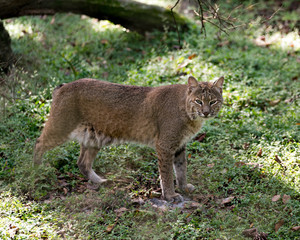 Bobcat Stock Photos. Bobcat looking at you displaying its body, head, eyes, ears, nose, feet with a nice background of foliage in its habitat and environment.