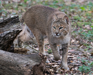 Fototapeta na wymiar Bobcat Animal Stock Photos, Bobcat close up profile view walking and looking at the camera displaying body, head, ears, eyes, nose, mouth tail, its environment. Picture. Image. Portrait.