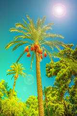 Banner concept with colorful tropical date palm trees with edible sweet fruits at blue gradient sky...