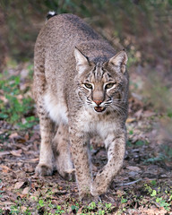 Naklejka na ściany i meble Bobcat stock photos. Bobcat close-up profile view, foraging in the field with open mouth in its environment and habitat displaying brown fur, head, paws with a blur background. Image .Portrait.