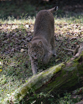 Bobcat stock photo. Open mouth. Stretching its body. Moss log. Blur background.