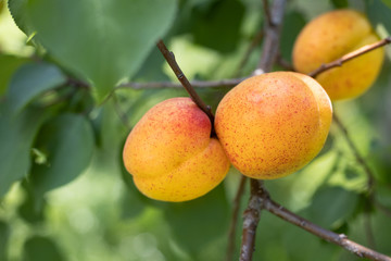 Apricot tree branch on an organic farm during sunny day with copy space.