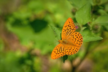 Silver-washed fritillary, an orange and black butterfly, sitting on a leaf. Sunny summer day in a meadow. Blurry green background.