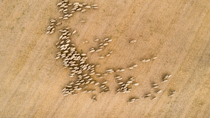 Aerial herd of sheep on field. Top down view of sheep.