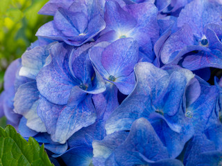 Beautiful blue hortensia close up. Artistic natural background