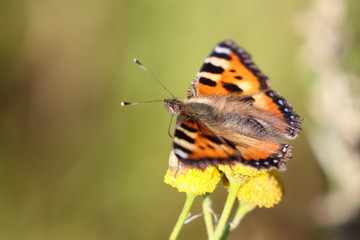 Small tortoiseshell