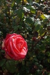 Orange Flower of Rose 'Hanakagari' in Full Bloom
