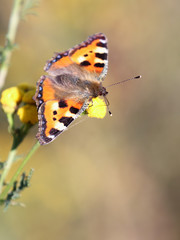 Small tortoiseshell