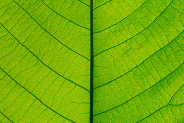 Close up leaf texture. Macro photography. - Powered by Adobe