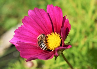 Biene auf Blüte
