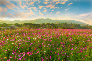 View of beautiful cosmos flower field in sunset time.