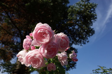 Light Pink Flower of Rose 'Hans Gonewein' in Full Bloom
