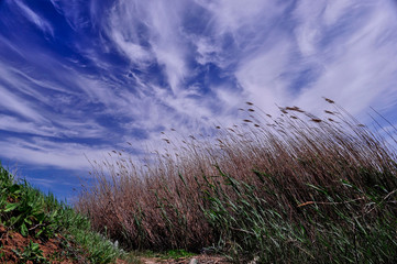 grass and blue sky