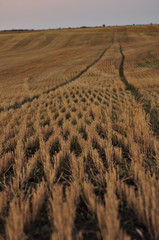 field of wheat