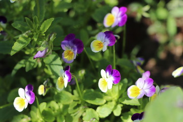 Pansies in the garden
