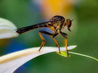 The Asilidae are the robber fly family, also called assassin flies. They are powerfully built, bristly flies with a short, stout proboscis enclosing the sharp, sucking hypopharynx.
