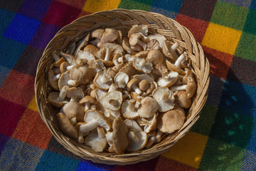 Wicker basket with recently collected St. George Mushrooms (Calocybe gambosa) and colorful background 