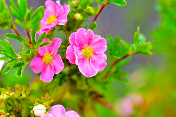 Pink flowers Lapchatka (lat. Potentilla) on a green Bush