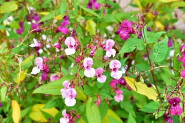 Pale pink flowers impatiens glandulifera balsam in the garden