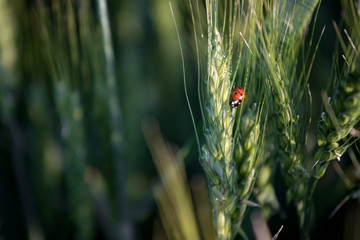 cereal spike and ladybird