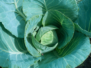 Head of cabbage, fresh close-up, from the vegetable garden.