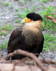 Caracara bird Stock Photos. Caracara close-up profile view with a foliage background looking to the left side, displaying yellow-orange face, yellow-orange legs, black cap, white neck in its habitat.