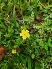 yellow flower in the garden