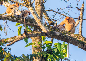 A proboscis monkey on a tree along the Kinabatangan River in Sabah, Malaysian Borneo