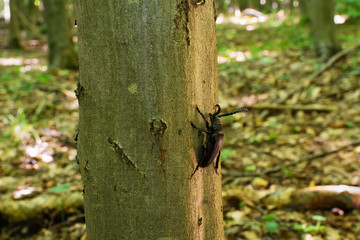 titan beetle or beetle titanium taken photo