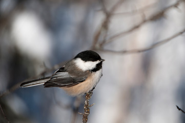 Chickadee Stock Photos. Chickadee perched on a branch enjoying its surrounding and environment displaying plumage, black capped head.