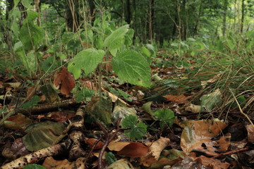 Waldboden