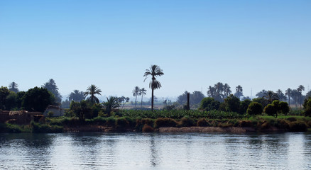 Obraz premium Coastline of the Nile river. Egypt Nile cruise