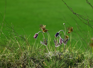 spring grass and flowers