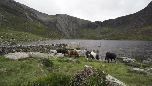 Wild Welsh mountain ponies at Llyn Idwal in Snowdonia