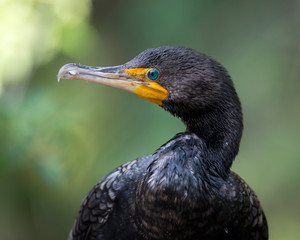 Cormorant  Stock Photos.  Cormorant head close up with a blur background looking to the left side in its habitat and environment. Image. Picture. Portrait.