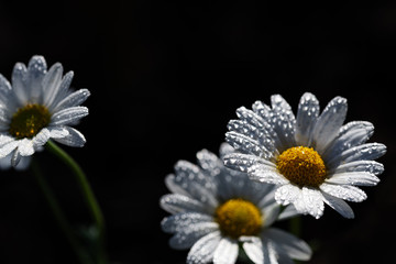 Chamomile after rain in gentle morning rays