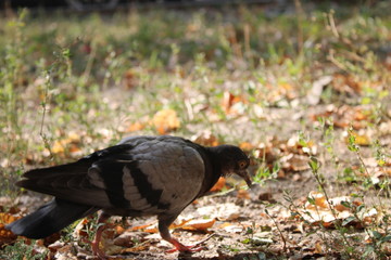 In this image, a bird symbolizes peace and tranquility. I recommend using it to call for the fight for peace and equality