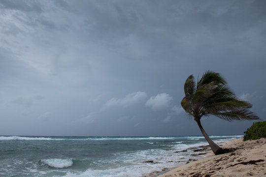A palm tree getting blown around by Hurricane Laura as she passes Grand Cayman