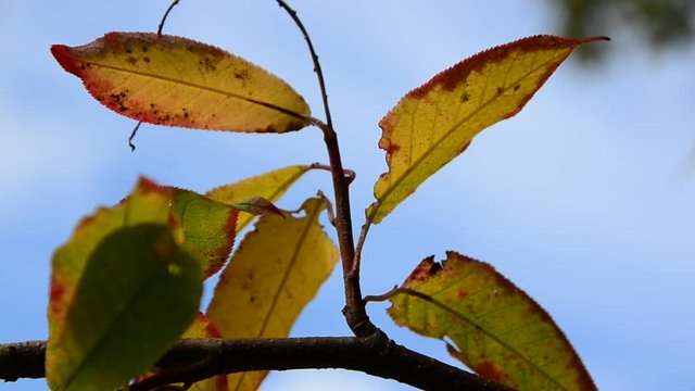 Autumn leaves on the sun and blurred trees . Fall background.