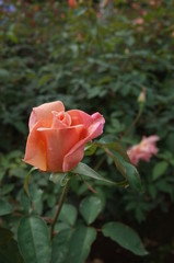 Apricot Flower of Rose 'Helen Traubel' in Full Bloom
