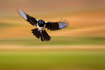 Flying Magpie (Pica pica). Nature background.