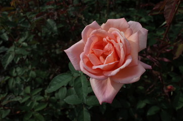 Apricot Flower of Rose 'Helen Traubel' in Full Bloom
